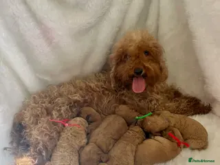 Cavapoo dogs Top quality, health tested F1b Cavapoo babies - Advert 1