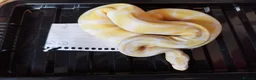Python Snake reptiles for sale: Cb royal pythons  - Advert 15