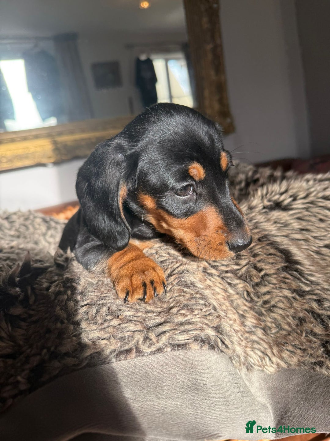 Miniature Dachshund dogs for sale: Beautiful Miniature Smooth Dachshunds  - Advert 18