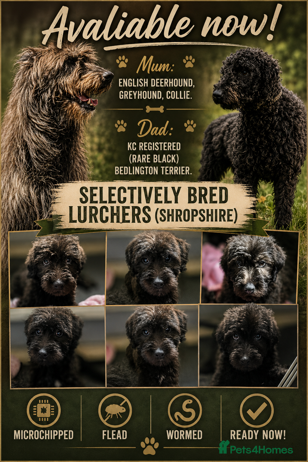 Lurcher dogs Deerhound Greyhound Collie/Bedlington  - Advert 1