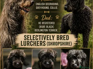 Lurcher dogs Deerhound Greyhound Collie/Bedlington - Advert 1