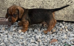 Dachshund dogs for sale: Wire Haired Teckels - Image 10
