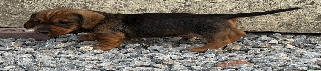 Dachshund Puppy 1