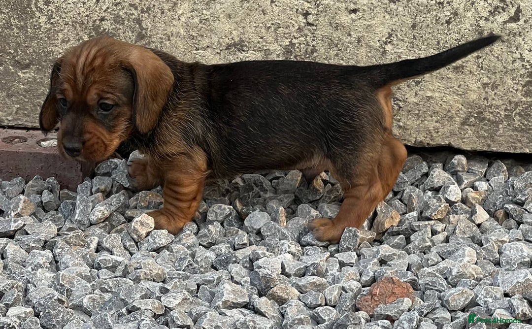 Dachshund dogs for sale: Wire Haired Teckels - Image 10