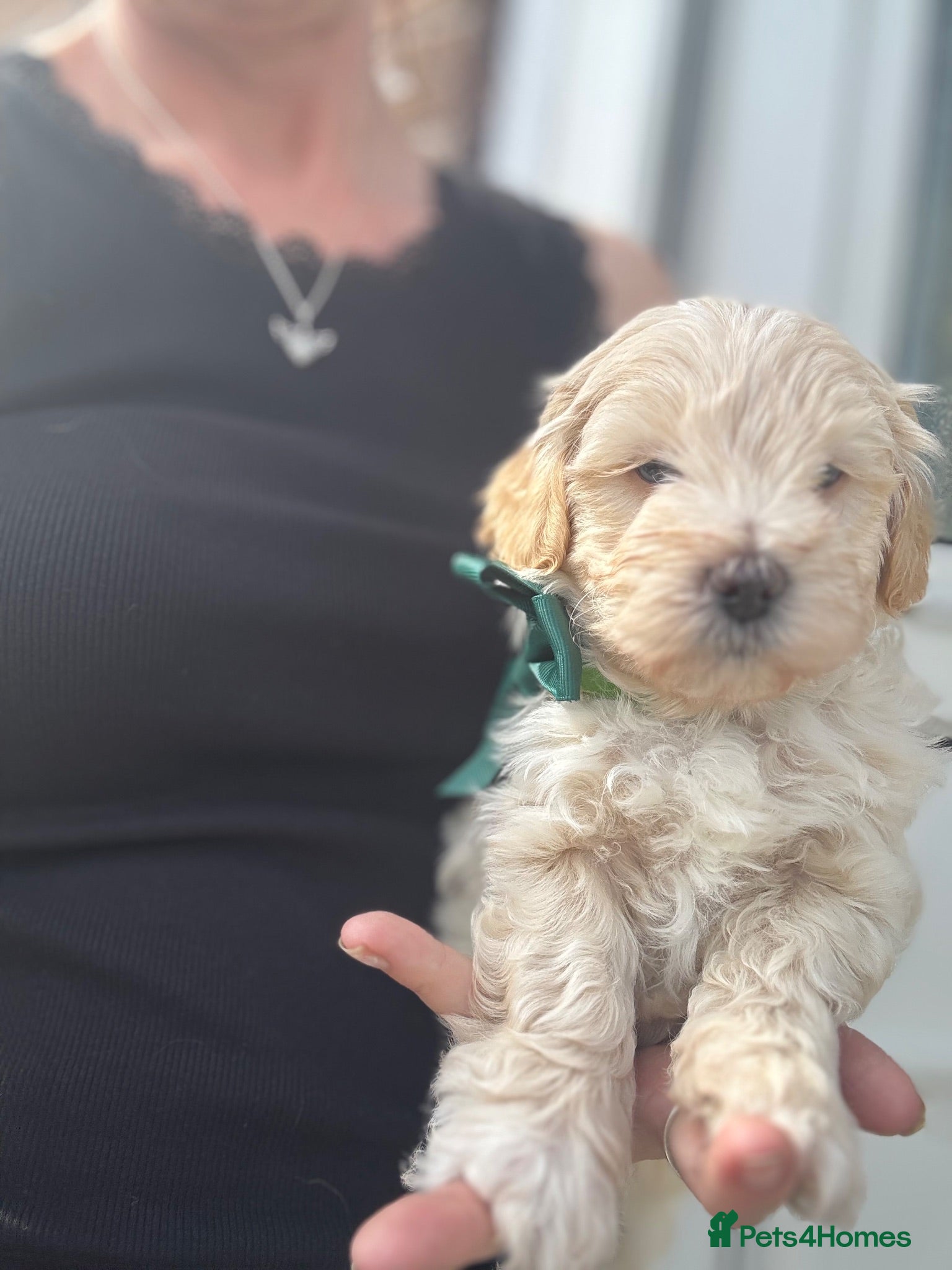 Yorkiepoo dogs Beautiful Yorkie-poo puppies  - Advert 2
