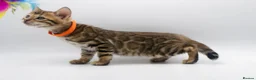 Bengal cats for sale: Stunning TICA Registered Bengal Kittens - Advert 19