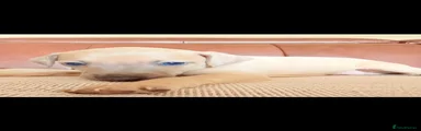 Italian Greyhound 3