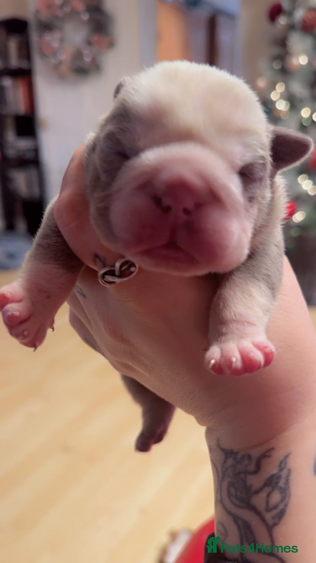 English Bulldog dogs for sale: 3 beautiful English bull dogs - Advert 6