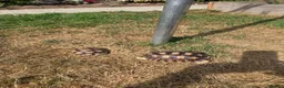 Tortoise reptiles for sale: Sulcata 1 year old in New Romney - Advert 4