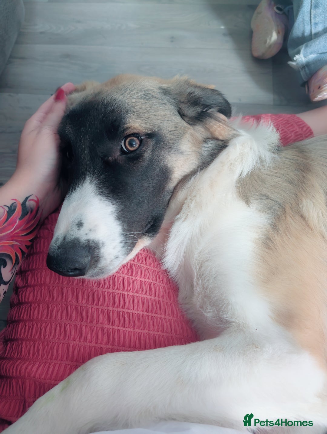 Mixed Breed dogs for sale: Mixed breed 10 month old pup - Image 9