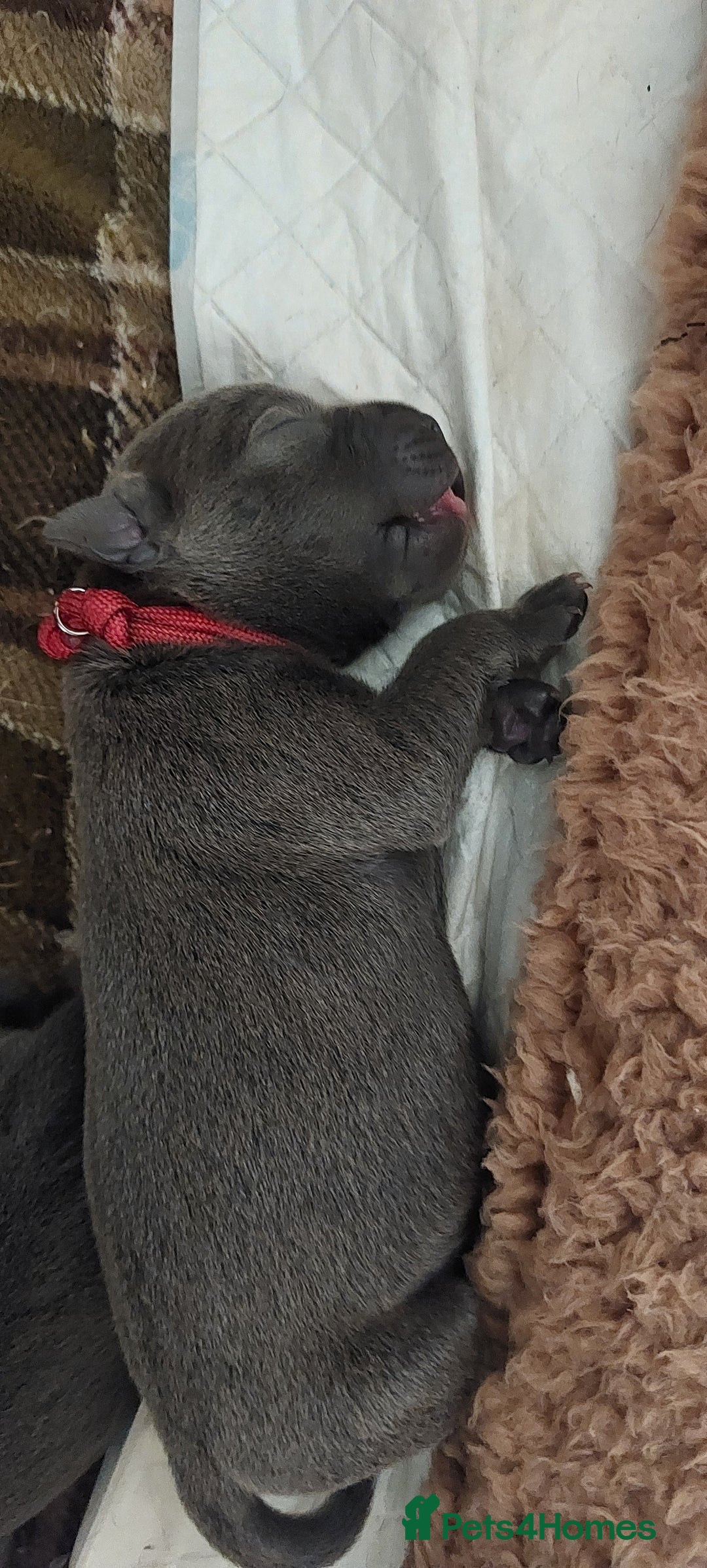 Staffordshire Bull Terrier dogs for sale: 💙KC Staffordshire Bull Terrier puppies 💙 - Image 6