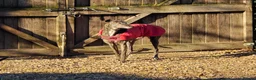 Greyhound dogs for sale: 7 yo greyhound female. For warm loving home. - Advert 3
