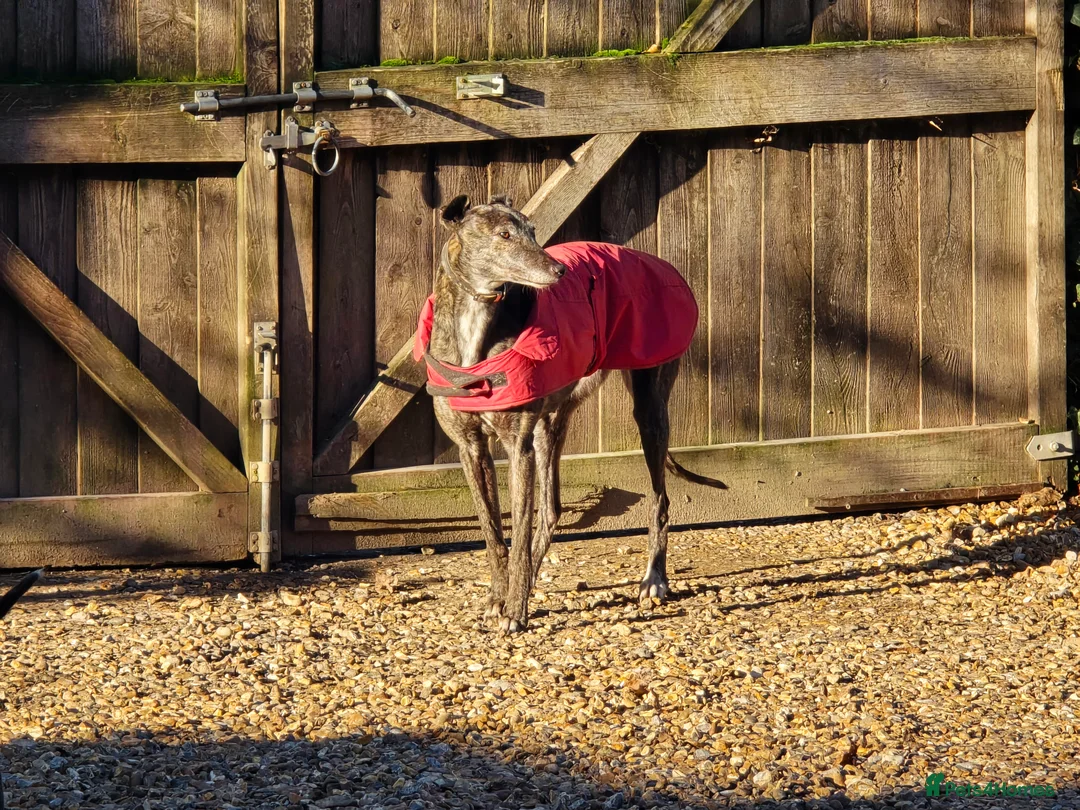 Greyhound dogs for sale: 7 yo greyhound female. For warm loving home. - Advert 3