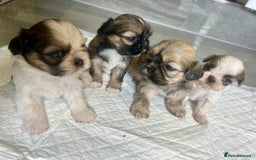 Shih Tzu dogs for sale: Beautiful litter of Shih tzu puppy’s  - Image 1