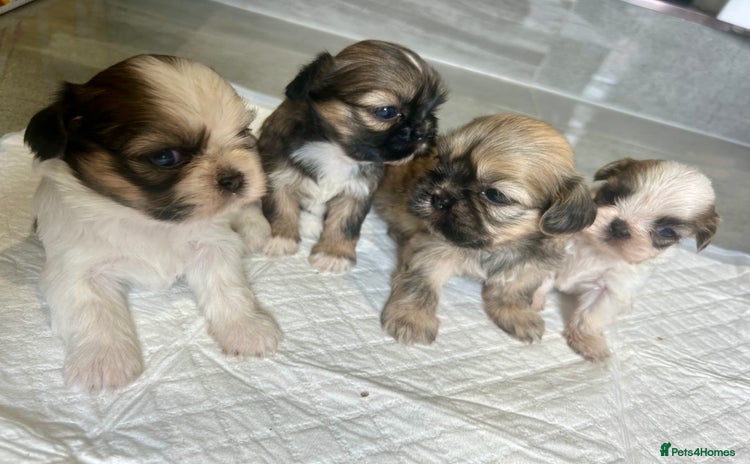 Shih Tzu dogs - Advert 1