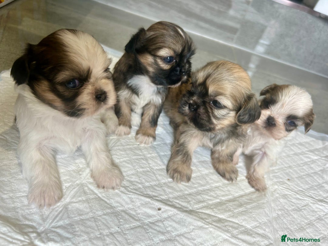 Shih Tzu dogs for sale: Beautiful litter of Shih tzu puppy’s  - Image 1