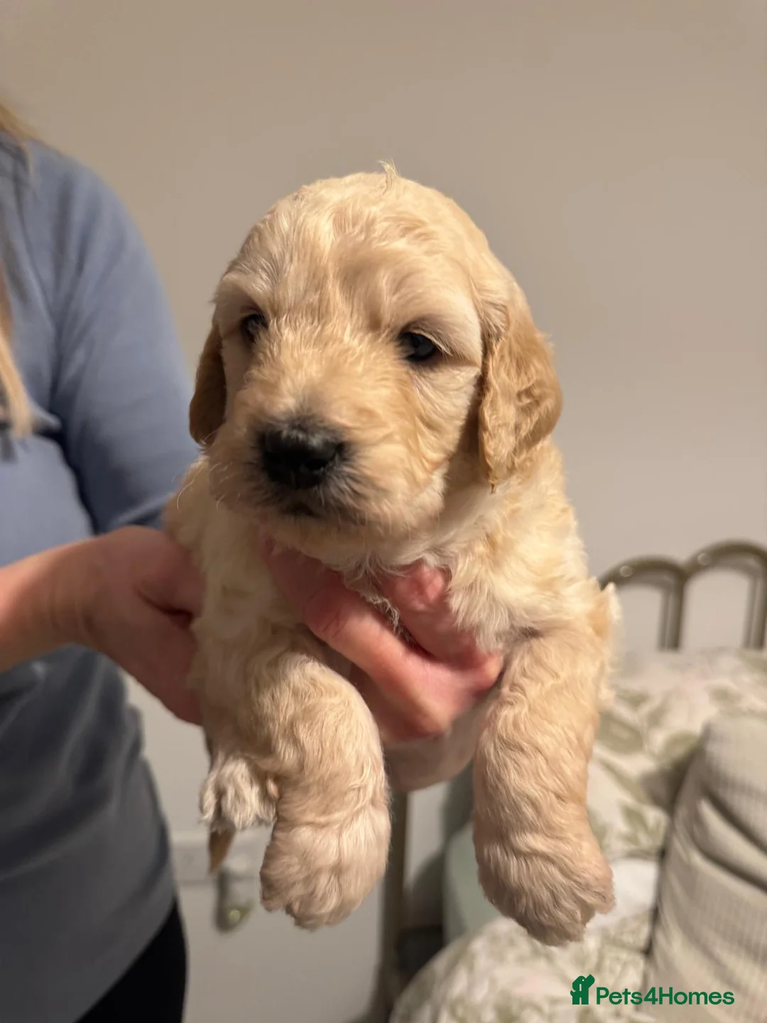 Goldendoodle dogs for sale: F1 Golden Doodles  - Advert 8
