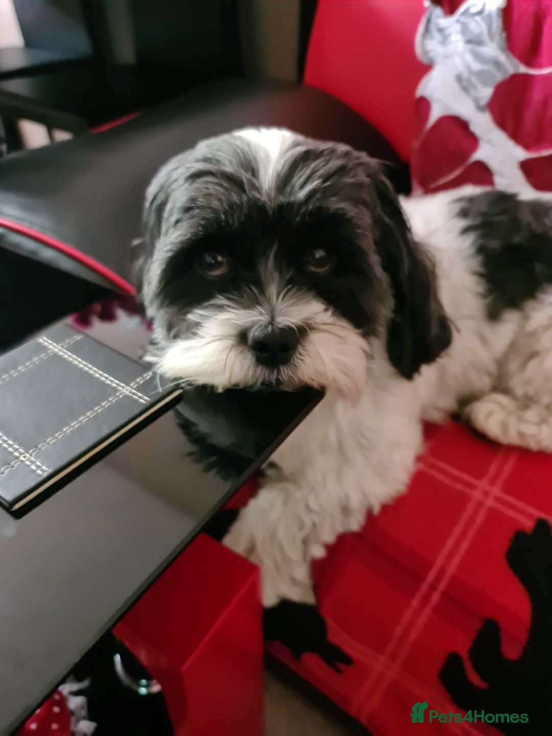 Shih Tzu dogs for sale: Beautiful shitzu puppies for sale - Image 6