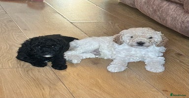 Cockapoo dogs - Advert 14