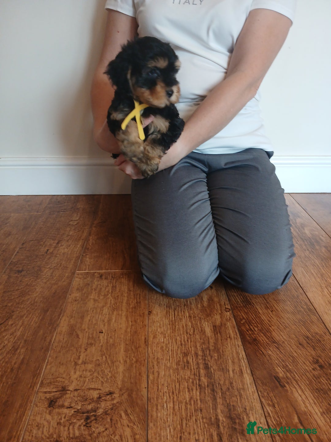Cockapoo dogs for sale: Cockapoo puppies  - Image 6
