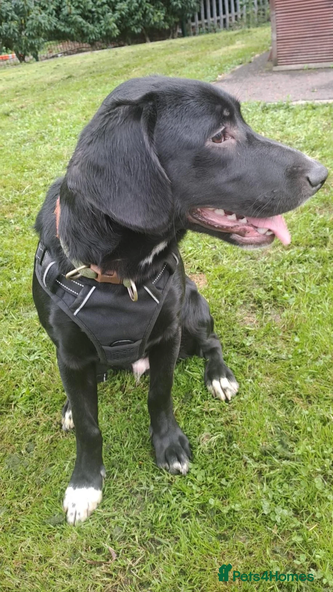 Mixed Breed dogs for sale: Black Lab/Beagle Puppy in Belfast - Advert 2