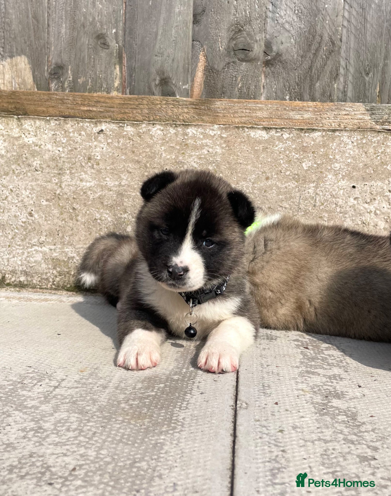 Akita dogs ONLY 1 LEFT Akita puppys for sale - Advert 1
