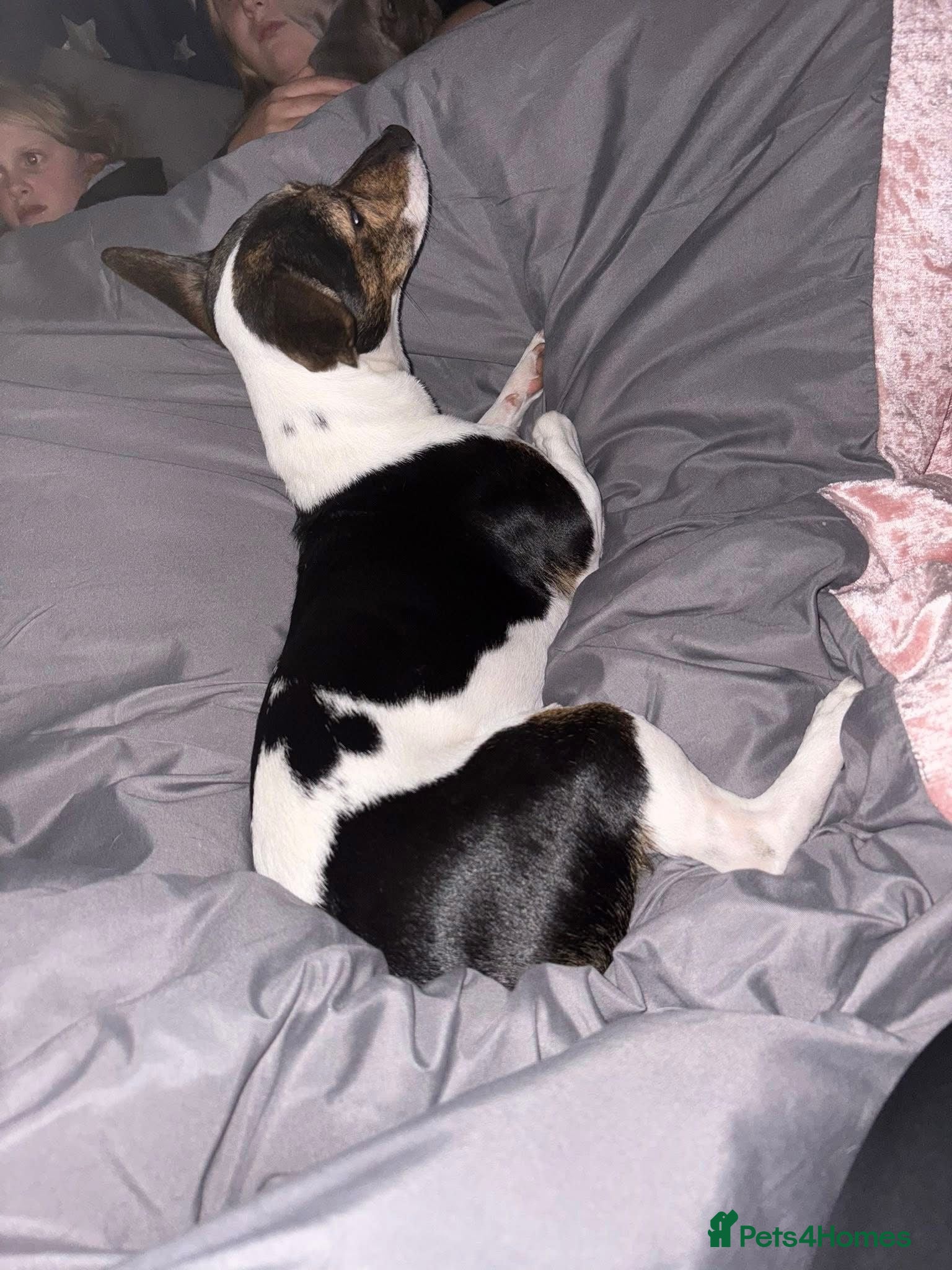 Patterjack dogs 2 year old Patterjack - Advert 3