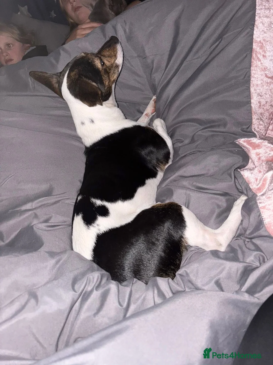 Patterjack dogs for sale: 2 year old Patterjack - Advert 1