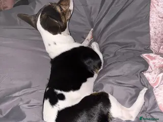 Patterjack dogs 2 year old Patterjack - Advert 3