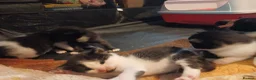 Mixed Breed cats for sale: Mixed breed Kittens  - Advert 1