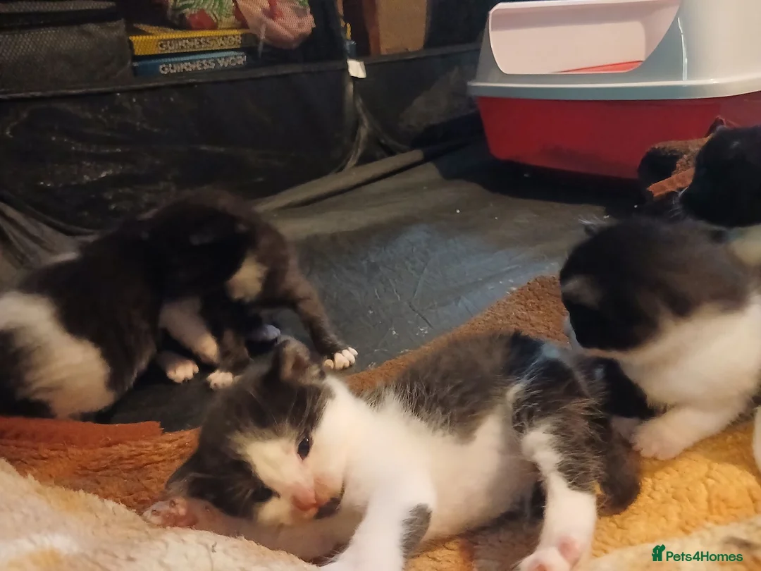 Mixed Breed cats for sale: Mixed breed Kittens  - Advert 1