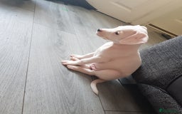 Mixed Breed dogs for sale: Frenchie X staffy. 4 left  - Image 8