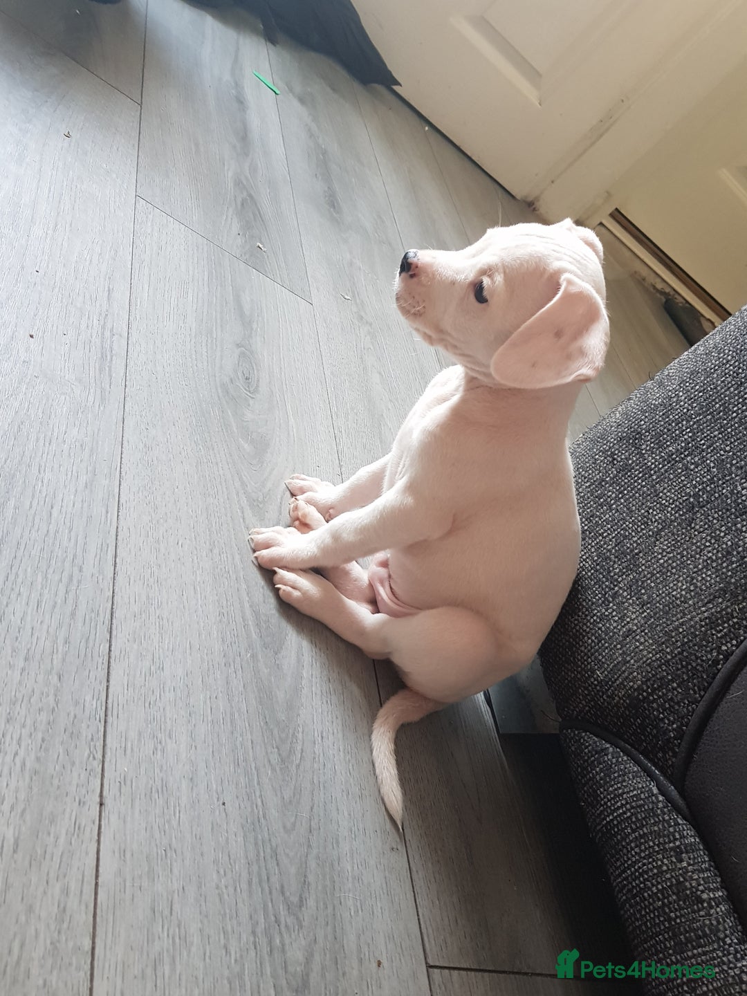Mixed Breed dogs for sale: Frenchie X staffy. 4 left  - Image 8