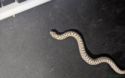 Snake reptiles for sale: Cb25 hognose snake babies. Varied morphs and sexes - Image 2