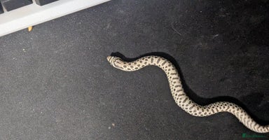 Snake reptiles - Advert 10