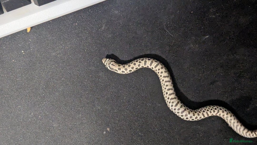 Snake reptiles for sale: Cb25 hognose snake babies. Varied morphs and sexes - Image 2