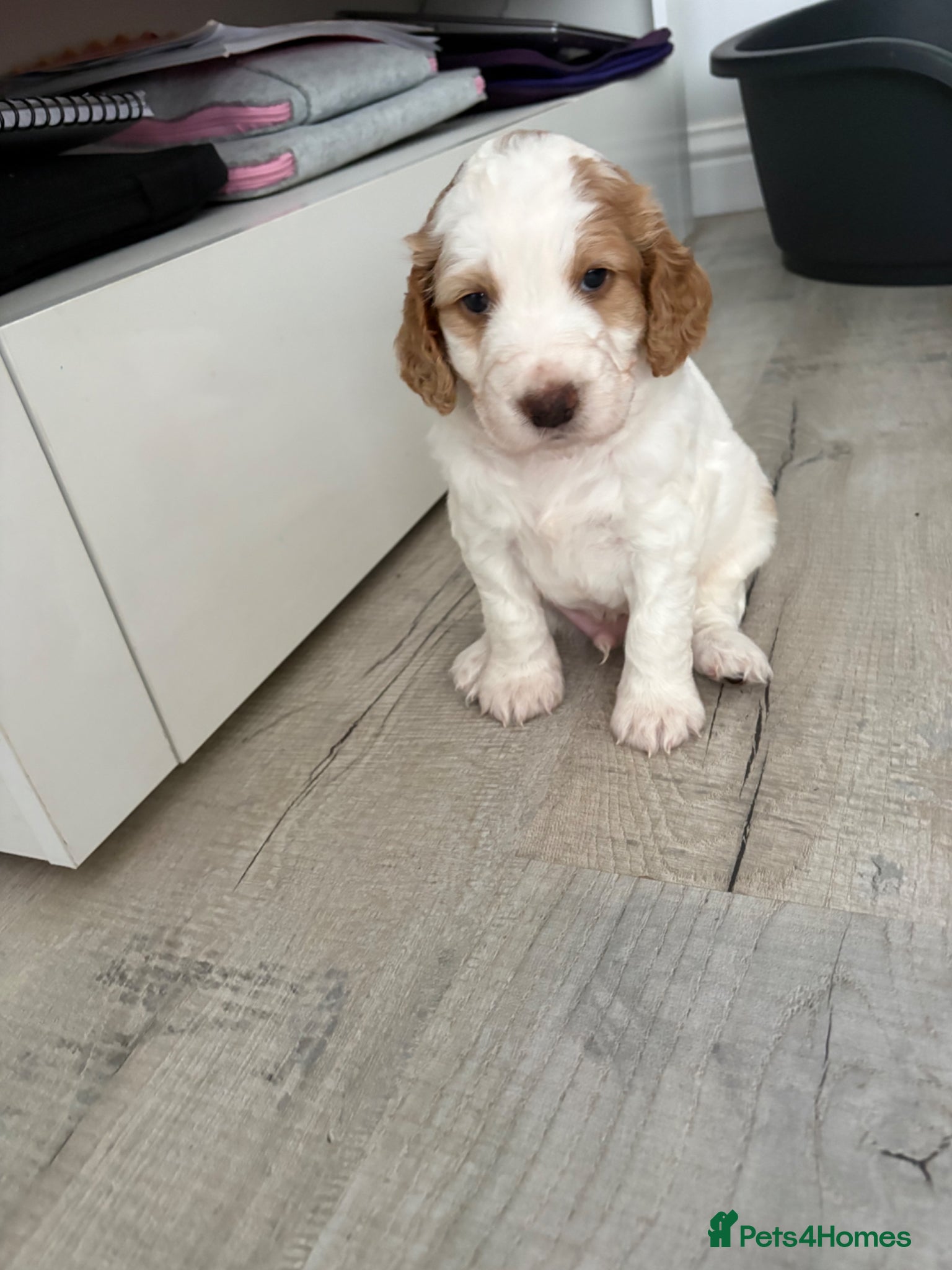 Cockapoo dogs Stunning F1B Cockapoo’s  - Advert 4