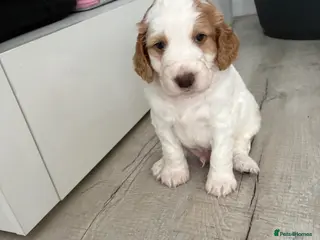 Cockapoo dogs Stunning F1B Cockapoo’s - Advert 4