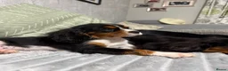 Cavalier King Charles Spaniel dogs for sale: KC Registered Health Tested CKCS Puppies - Advert 22