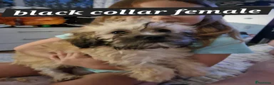 Mixed Breed Puppy 4