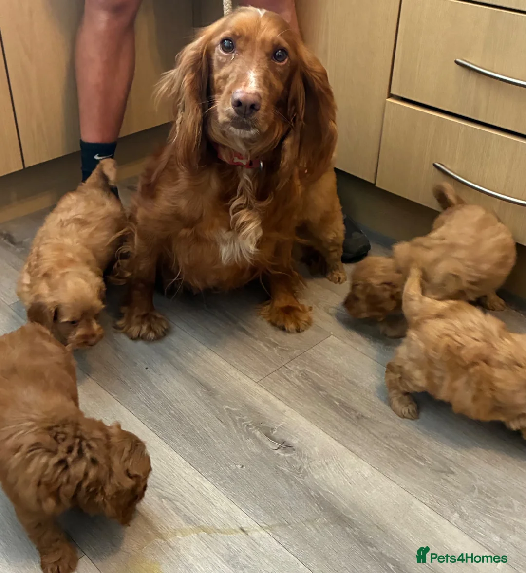 Cockapoo dogs for sale: Cockapoo puppies ready now - Advert 2