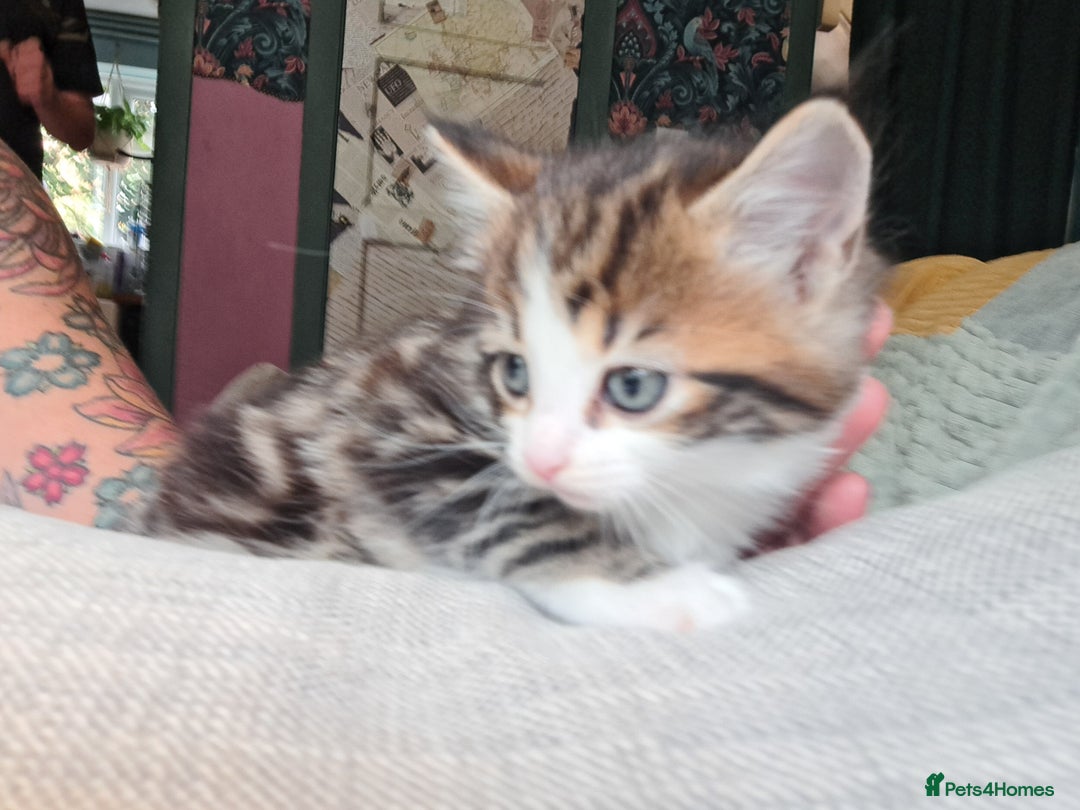 Maine Coon cats for sale: Maine Coon X kittens  - Image 4