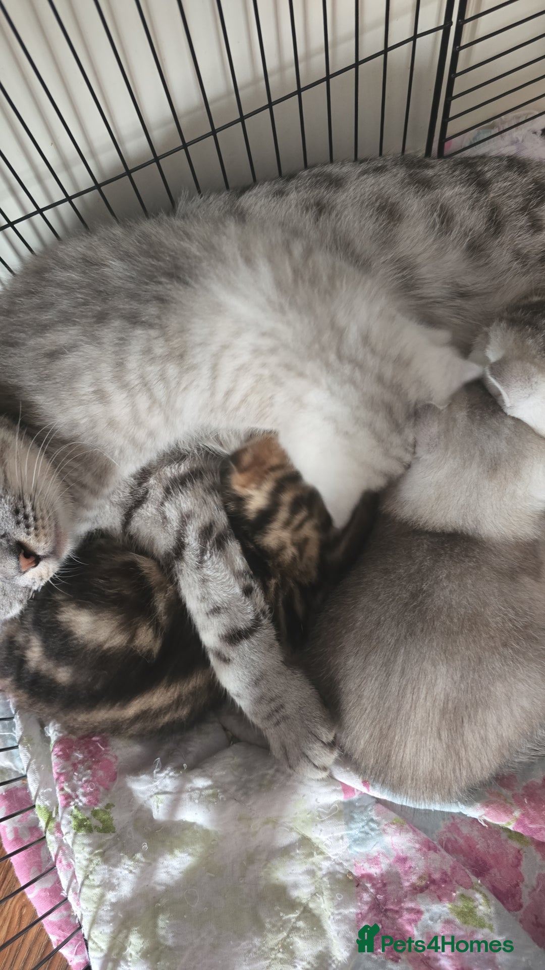 Scottish Fold cats for sale: 🤩💖LAST BOY kittens with rare colouring🥰 - Advert 6