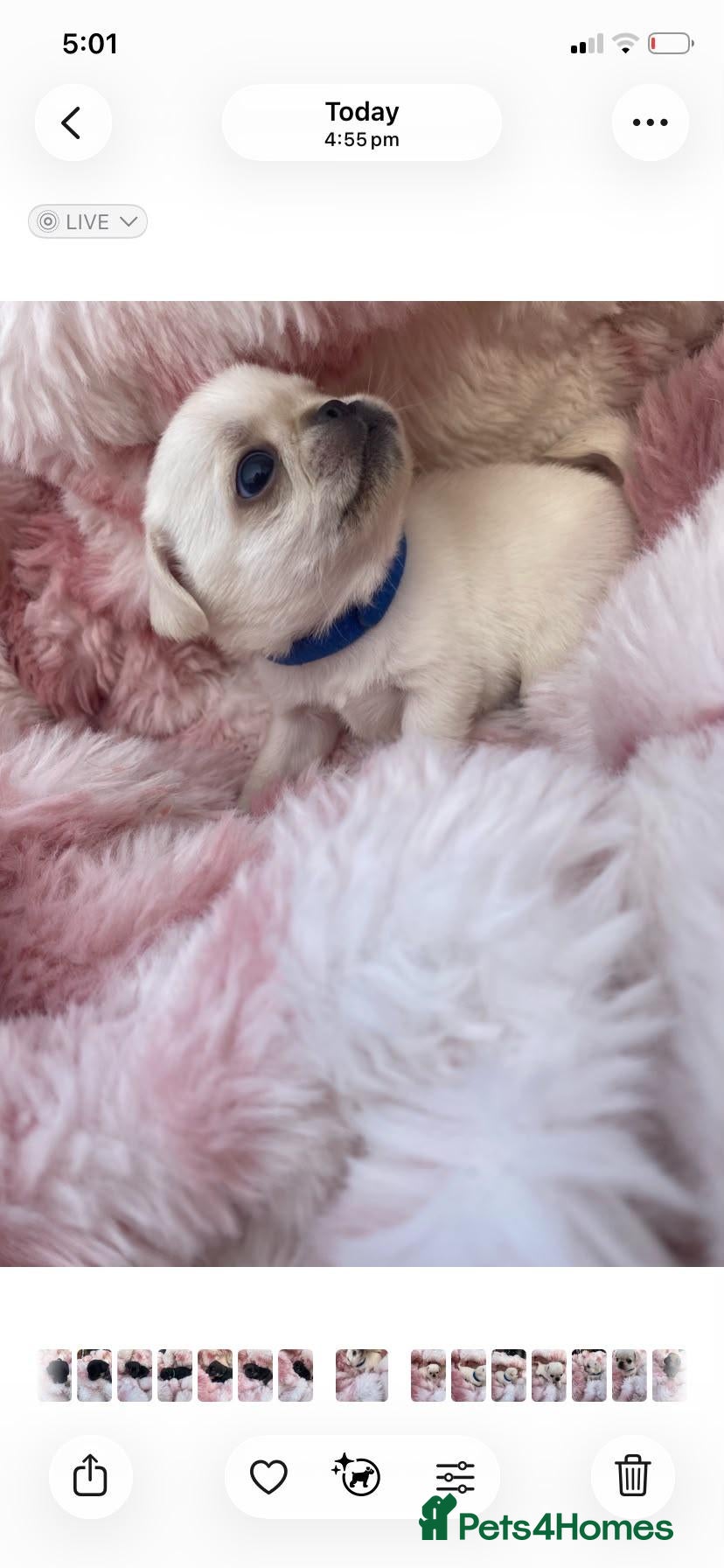 Pug dogs adorable pug puppies  - Advert 2