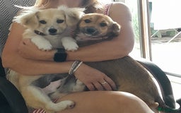 Mixed Breed dogs for adoption: Bobby, a superb little puppy boy for a Loving Home - Image 10
