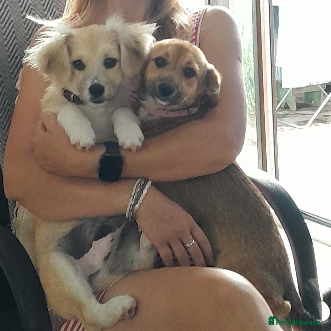 Mixed Breed dogs for adoption: Bobby, a superb little puppy boy for a Loving Home - Image 10