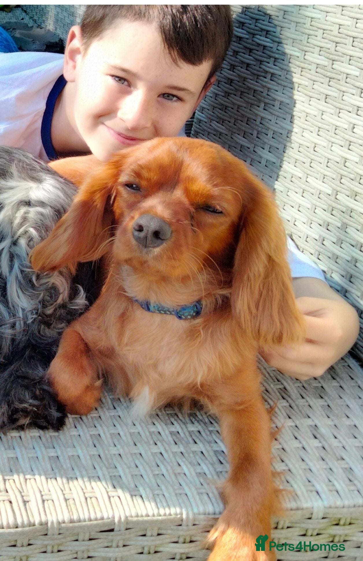 Cavalier King Charles Spaniel dogs Very Happy Cavalier King Charles  - Advert 4