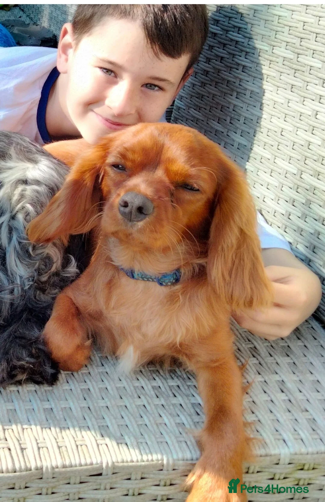 Cavalier King Charles Spaniel dogs for sale: Very Happy Cavalier King Charles  - Advert 1