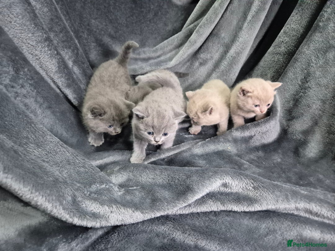 British Shorthair cats for sale: Perfect bsh kittens, very chunky and fluffy!!!! - Advert 4