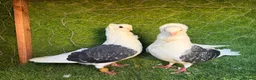 Pigeons birds for sale: Beautiful, Vaccinated & Friendly Pigeons - Advert 30
